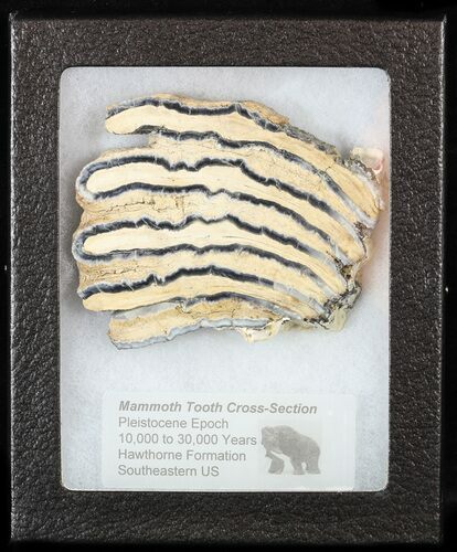 Mammoth Molar Slice With Case - South Carolina #58315